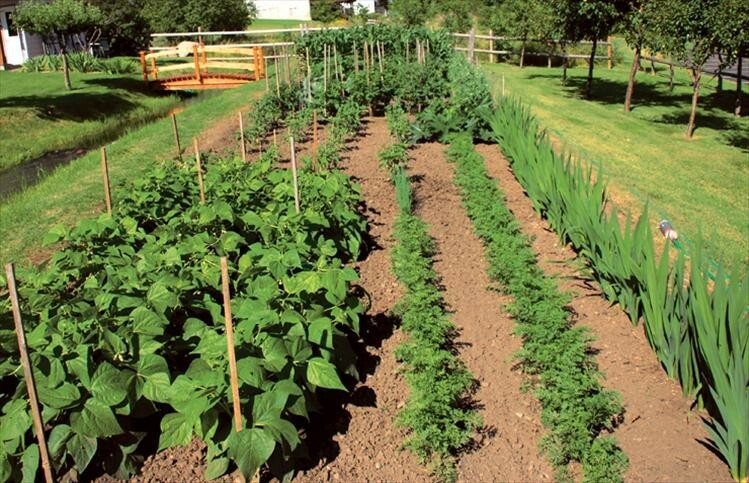 151 Varieties!56,000+Seeds Non-Gmo GARDEN SURVIVAL SEED CACHE WITH $30 HERB PACK