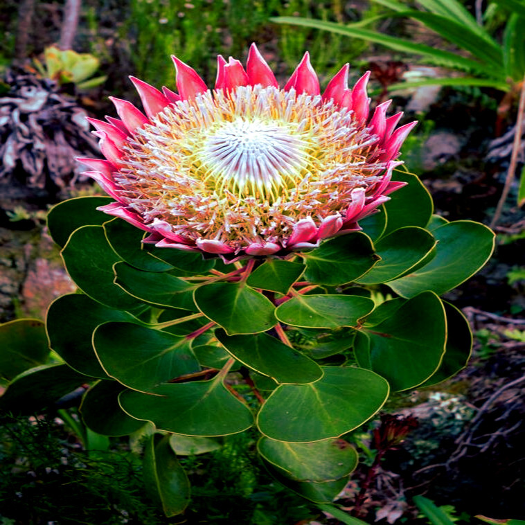 5 KING PROTEA CYNAROIDES SEEDS *GIANT 12″ FLOWERS* Rare Exotic Garden Plant