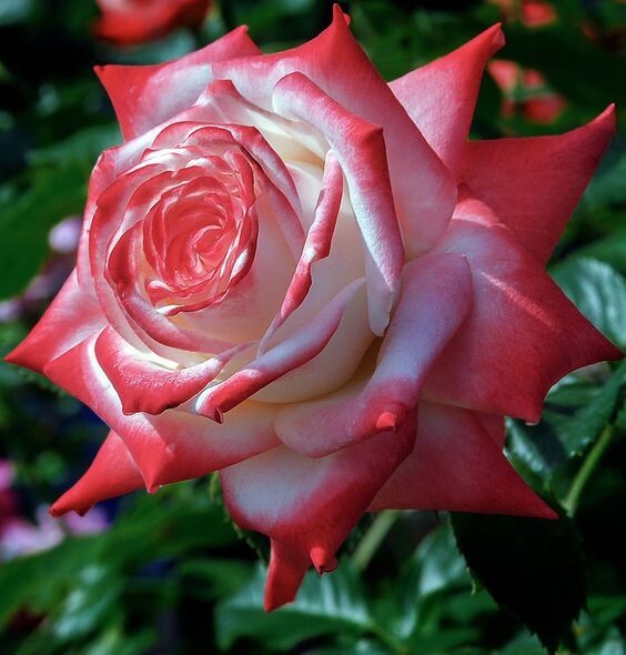 30+ Seeds|White Pink Hybrid Tea Flower Perennial Rose Seeds #1051