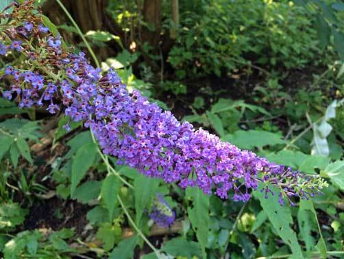 Buddleia skutchii RARE 20 seeds