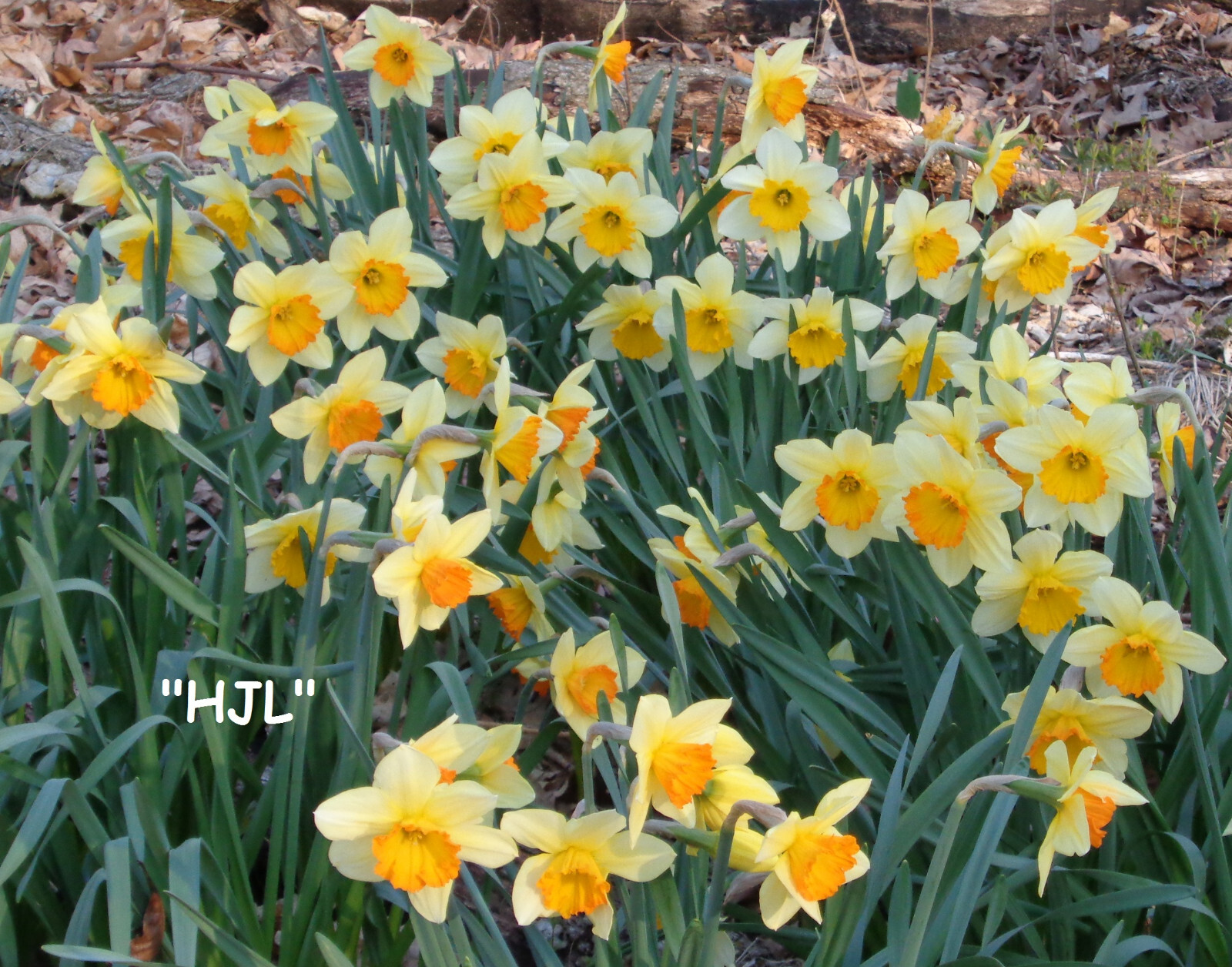 197 DAFFODIL BULBS 5 Varieties PlsREAD Jonquils Narcissus FromMyGarden