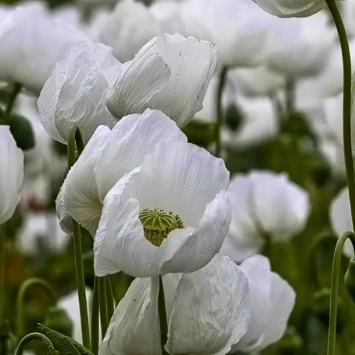 2,500 – 10,000 Premium Organic Peshawar White Somniferum Poppy Seeds For Plantin