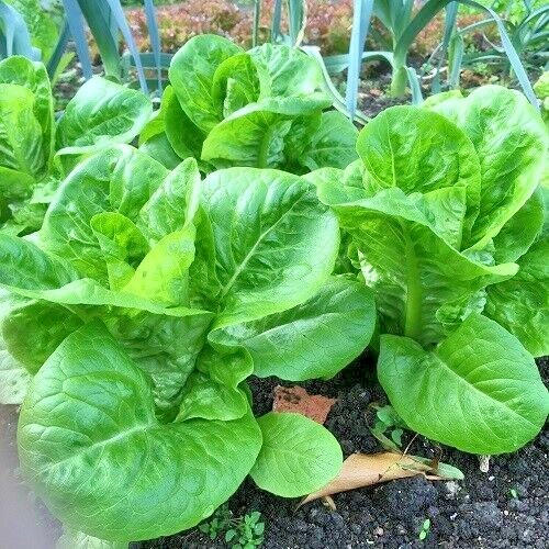 601+LITTLE GEM BUTTERHEAD Seed Leaf Lettuce Organic Spring Fall Garden Container