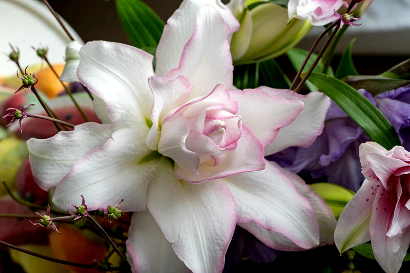 Lily Flower Bulbs 1 Roselily Anouska Double Flowers Rose Lilys Butterfly Garden