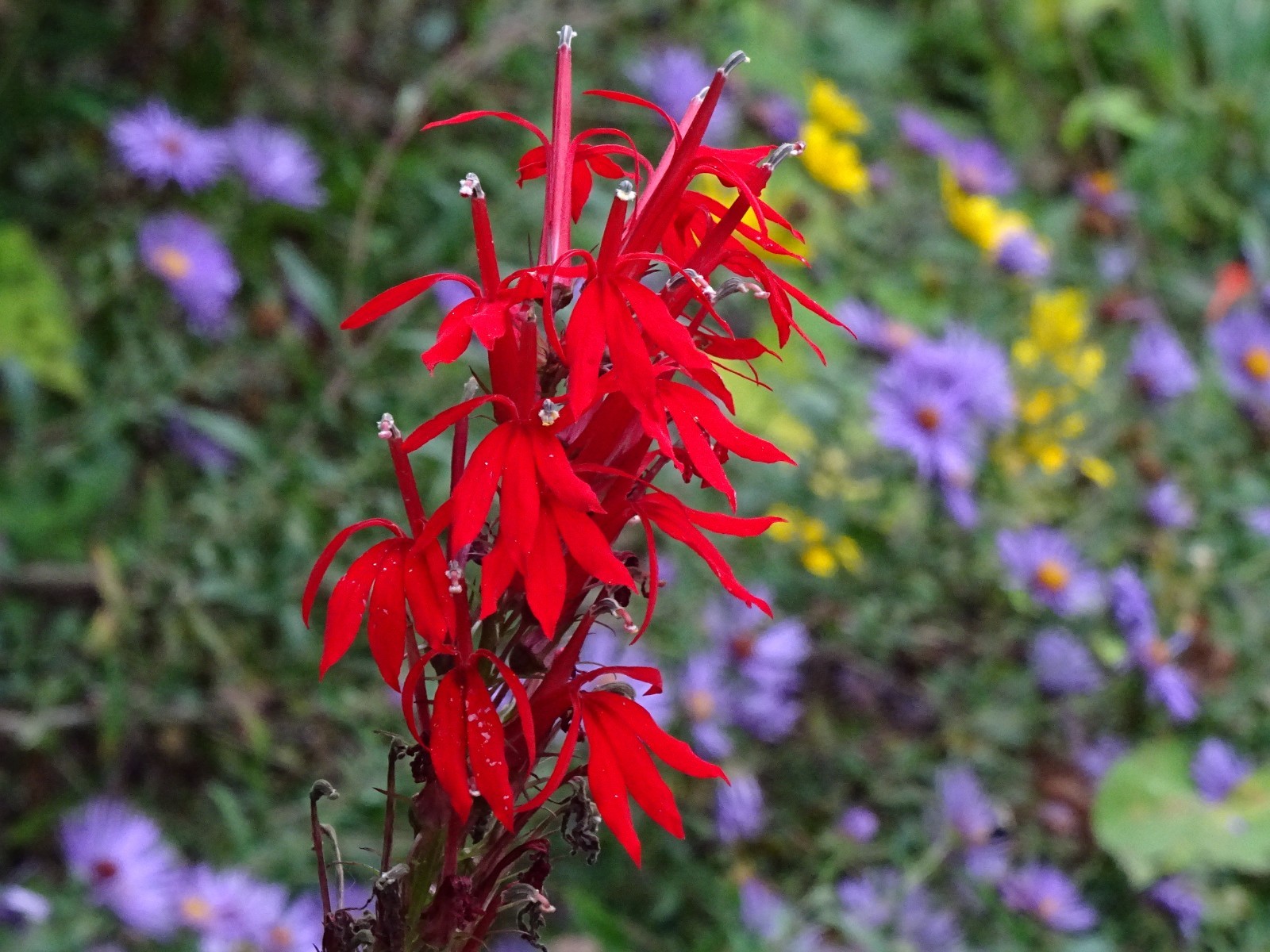 Cardinal Flower Lobelia Cardinalis Native for Hummingbirds 2000 seeds from 2023