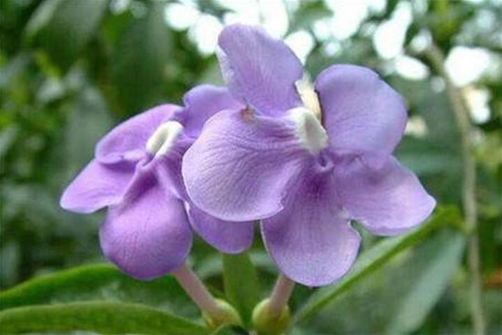 Purple flowers Jasmine 50 seeds
