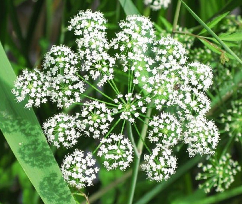 100 Angelica sinensis Seeds – Dong Quai Chinese Female Ginseng Perennial Herb