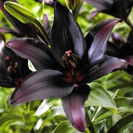 (3) Attractive Deep Red Lily Beautiful New Flower Bulbs, Perennial Check Store