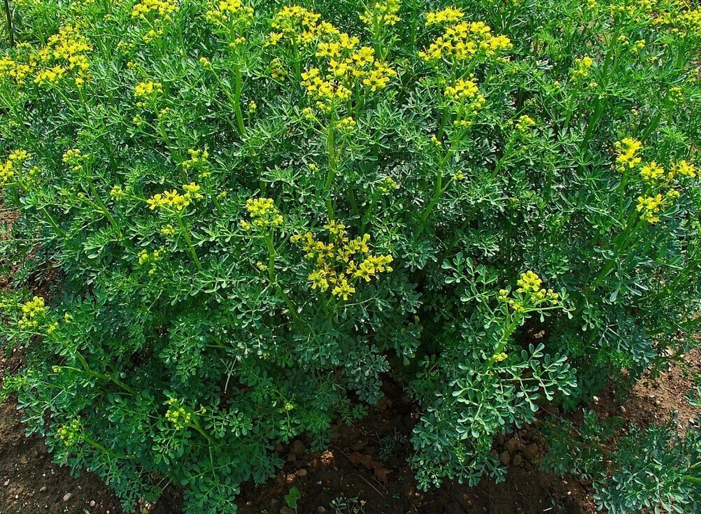 300+ Rue Seeds – Common Herb — Insect Repellent ———– Heirloom – Organic