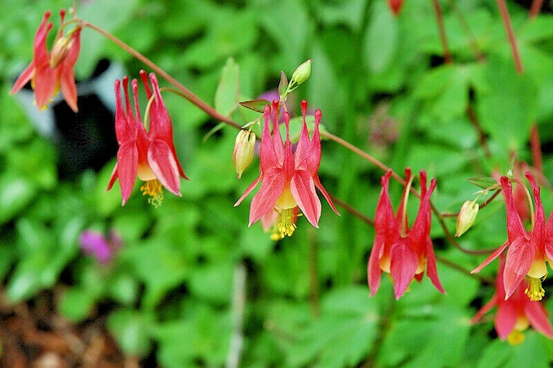 101+EASTERN RED COLUMBINE Seeds Perennial Native Wildflower Shade Flower Garden