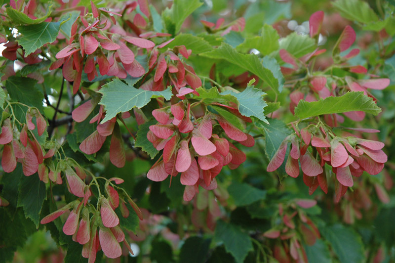 Flame Amur Maple, Acer ginnala Flame, Tree Seeds (Fall Color, Hardy, Bonsai)