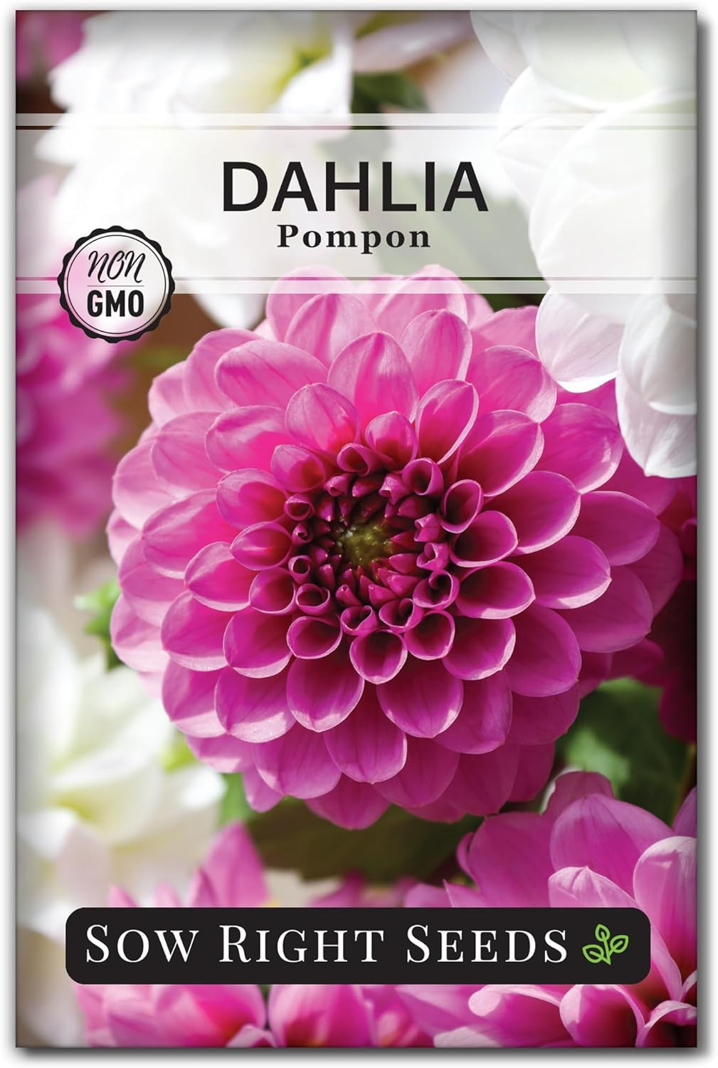 Sow Right Seeds – Pompon Dahlia Seeds for Planting – Annual Non-Gmo Heirloom Var
