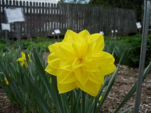 5 Golden Ducat Double Daffodil~ **FALL PLANTING