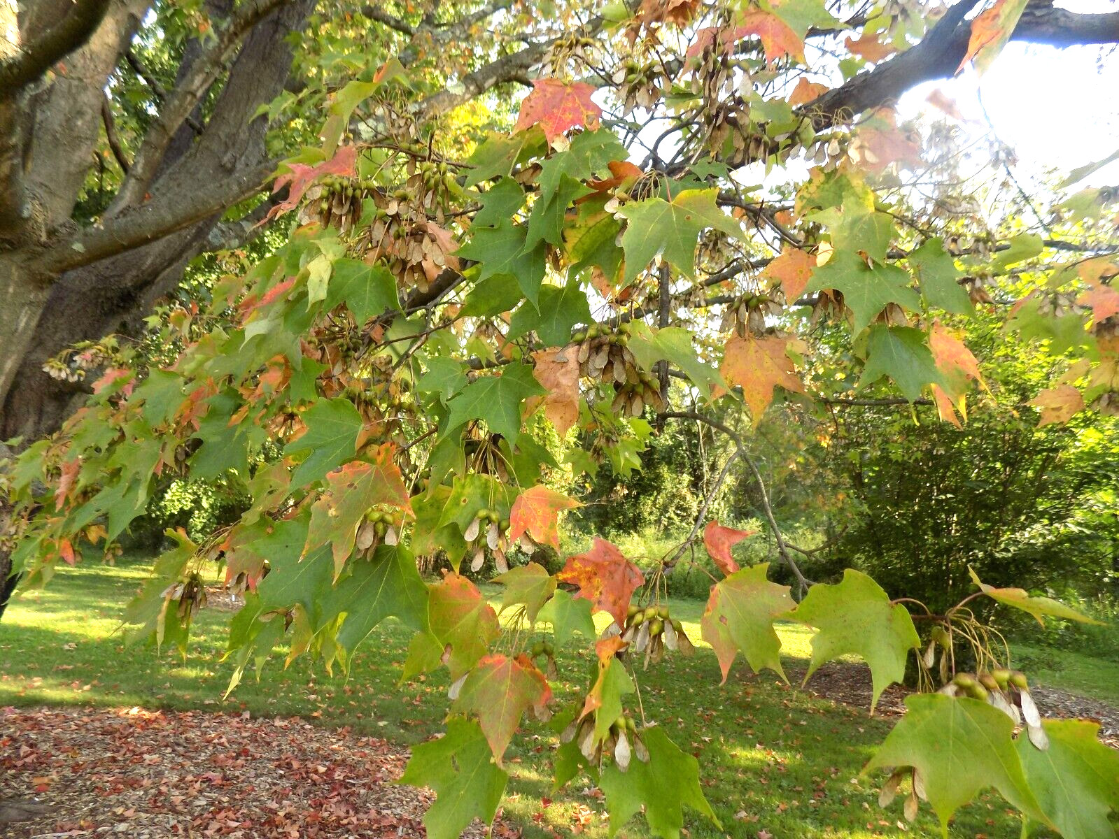 20 COLUMNAR SUGAR MAPLE SEEDS – Acer saccharum ‘Columnare’