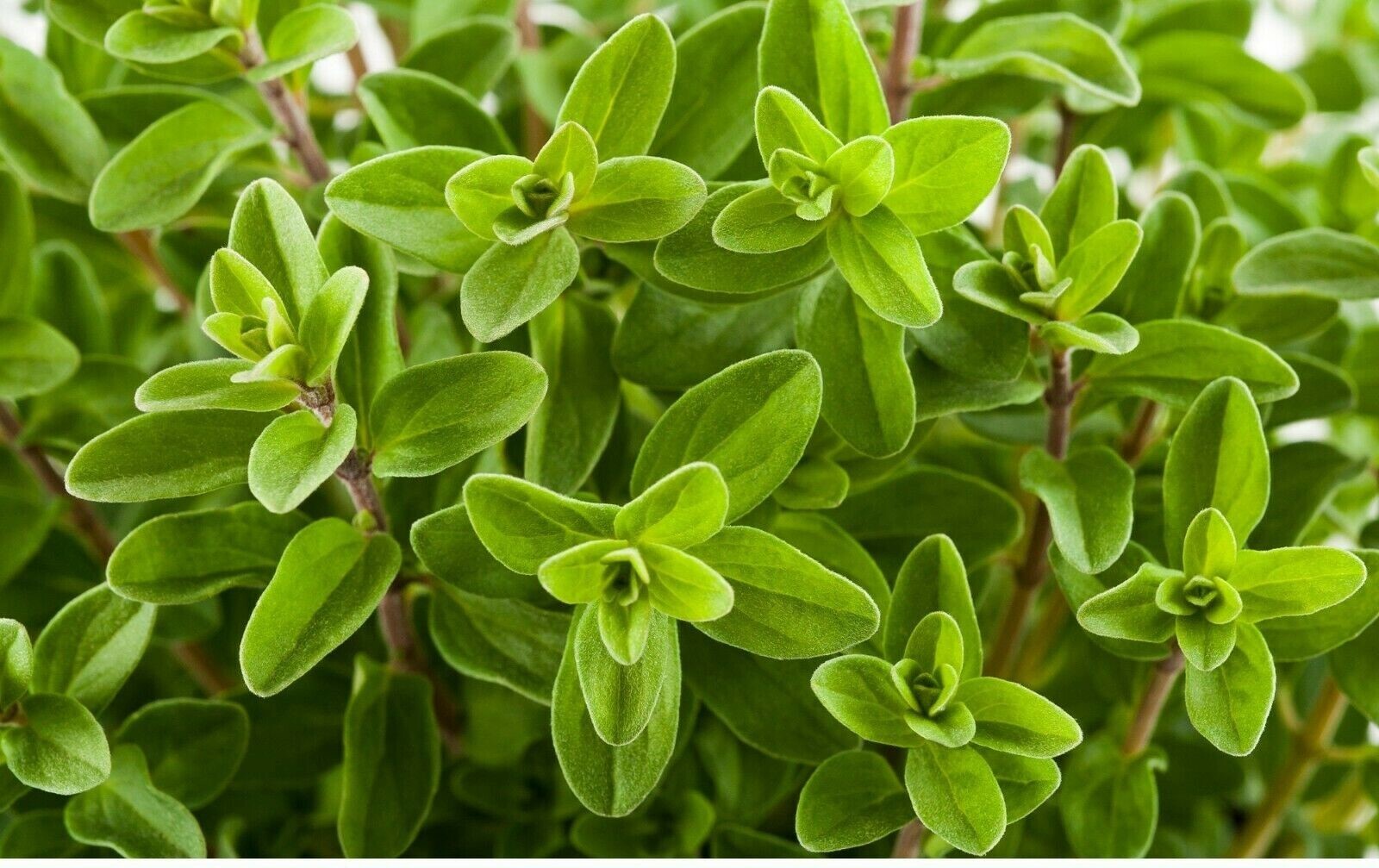 1000+Sweet Marjoram Seeds Knotted Marjoram Majorana Perennial Herb USA