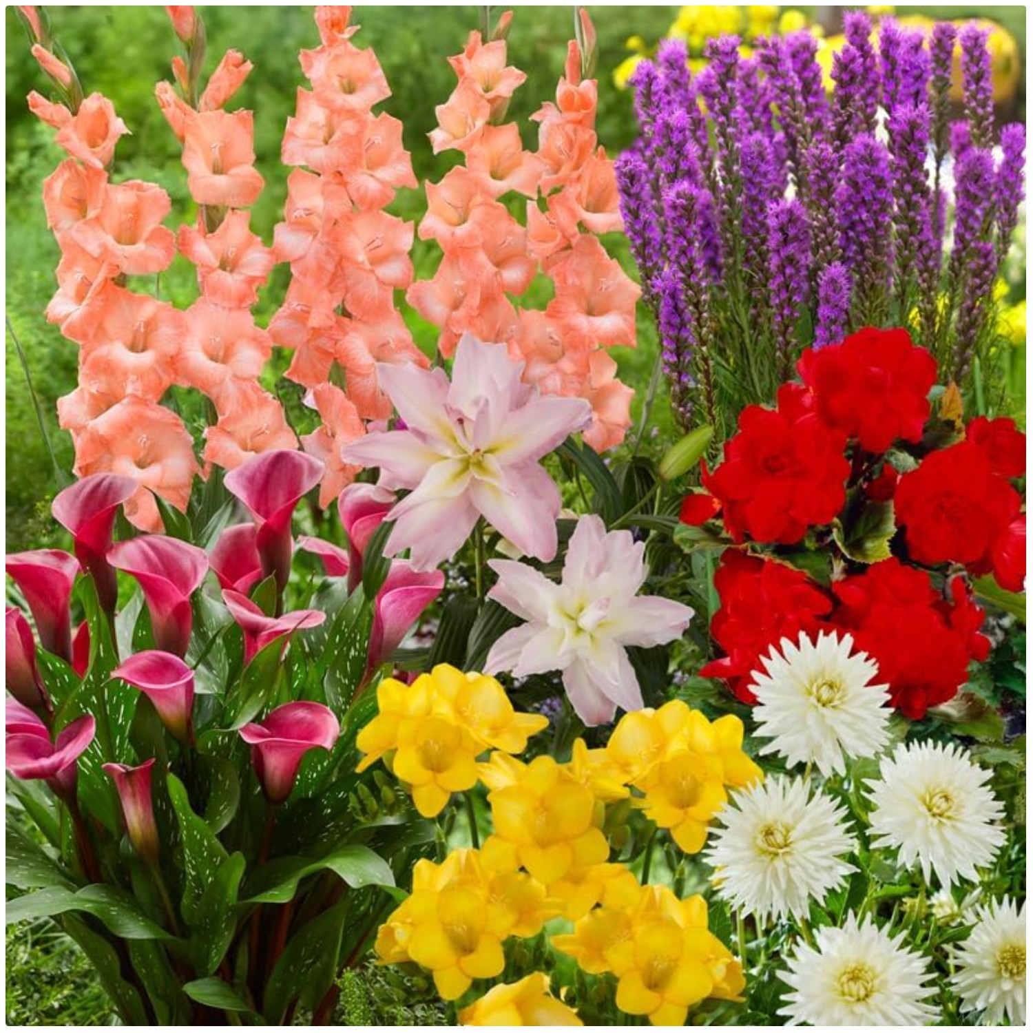 Vibrant Garden Mix – Easy-to-Plant Flowers – Fragrant Blooms