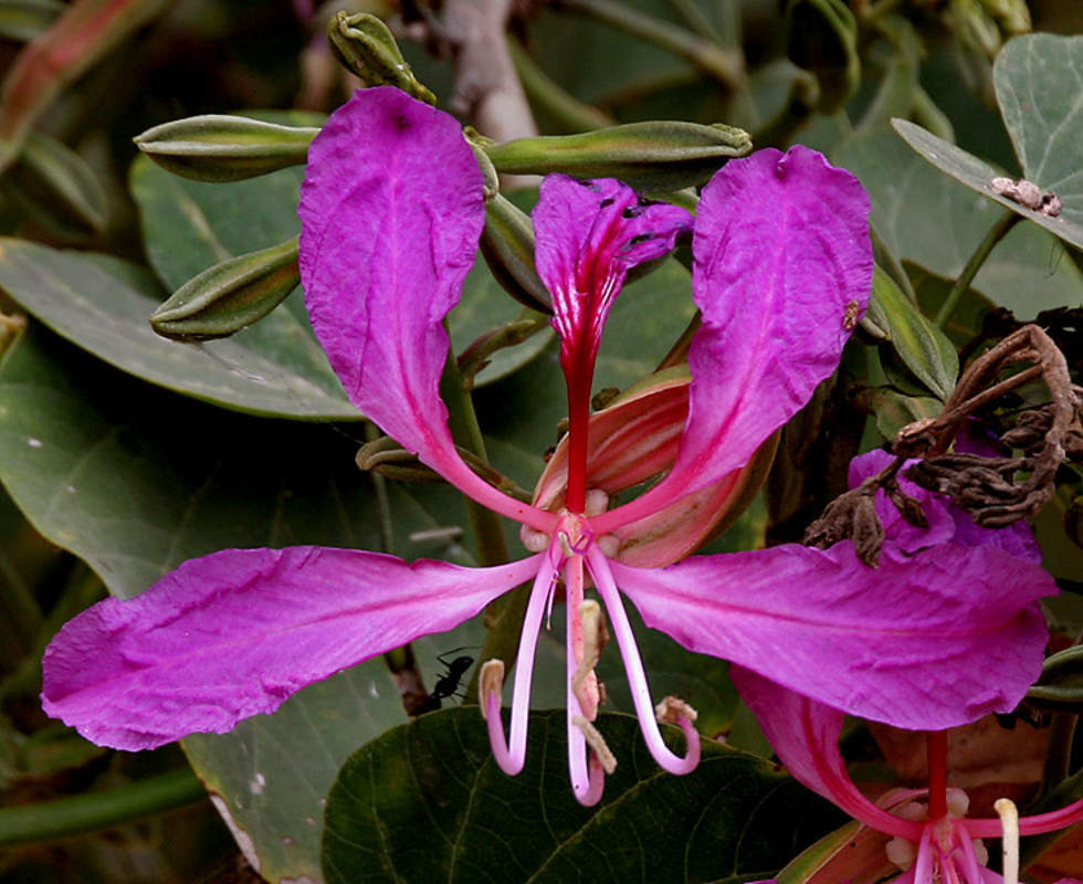 1-1000 PCS Purple Orchid Butterfly Tree Seeds Hawaiian Bauhinia Purpurea 0129