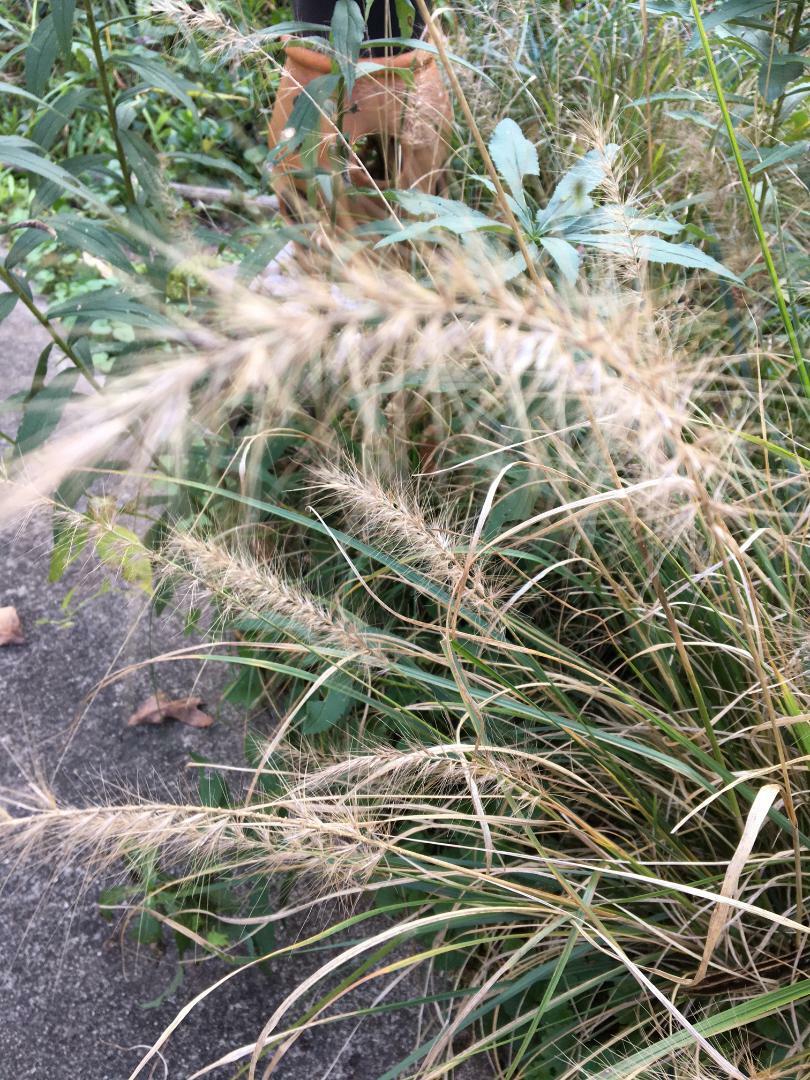 White Fountain Mountain Grass Perennial Ornamental Grass 100 + Seeds USA Seller