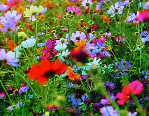 ONE & 1/2 POUND ( 24-OUNCES ) PERENNIAL 25-VARIEY MIXTURE OF WILD FLOWER SEEDS