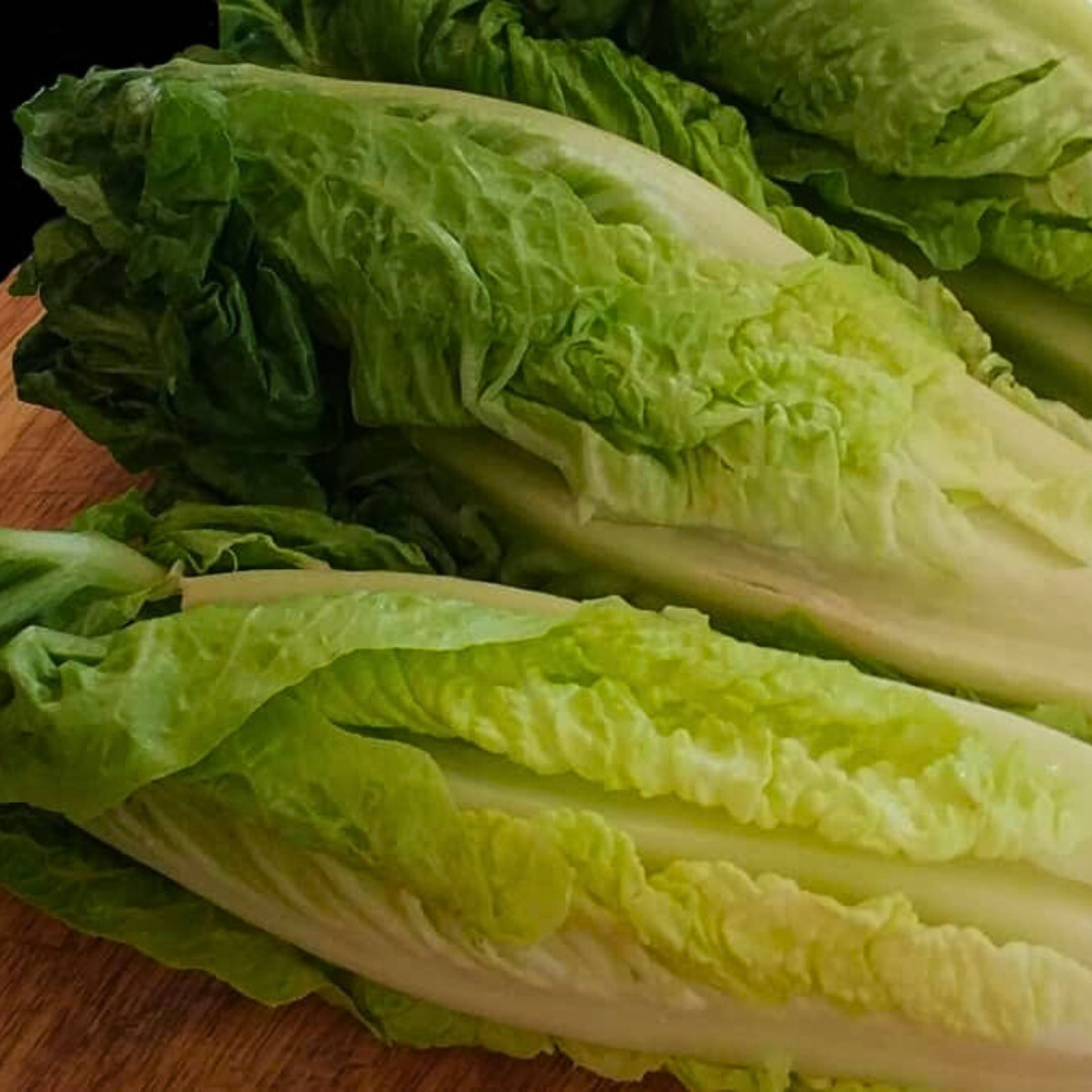 Fresh Crisp Giant Caesar Romaine Lettuce Seeds| Heirloom Non-GMO | Vegetables