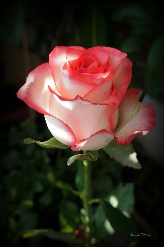 30+ Seeds|White Pink Hybrid Tea Flower Perennial Rose Seeds #1051