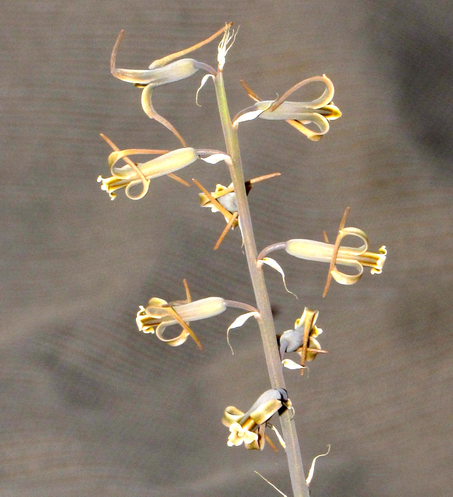 Dipcadi sp. Rare Madagascar bulb 3x