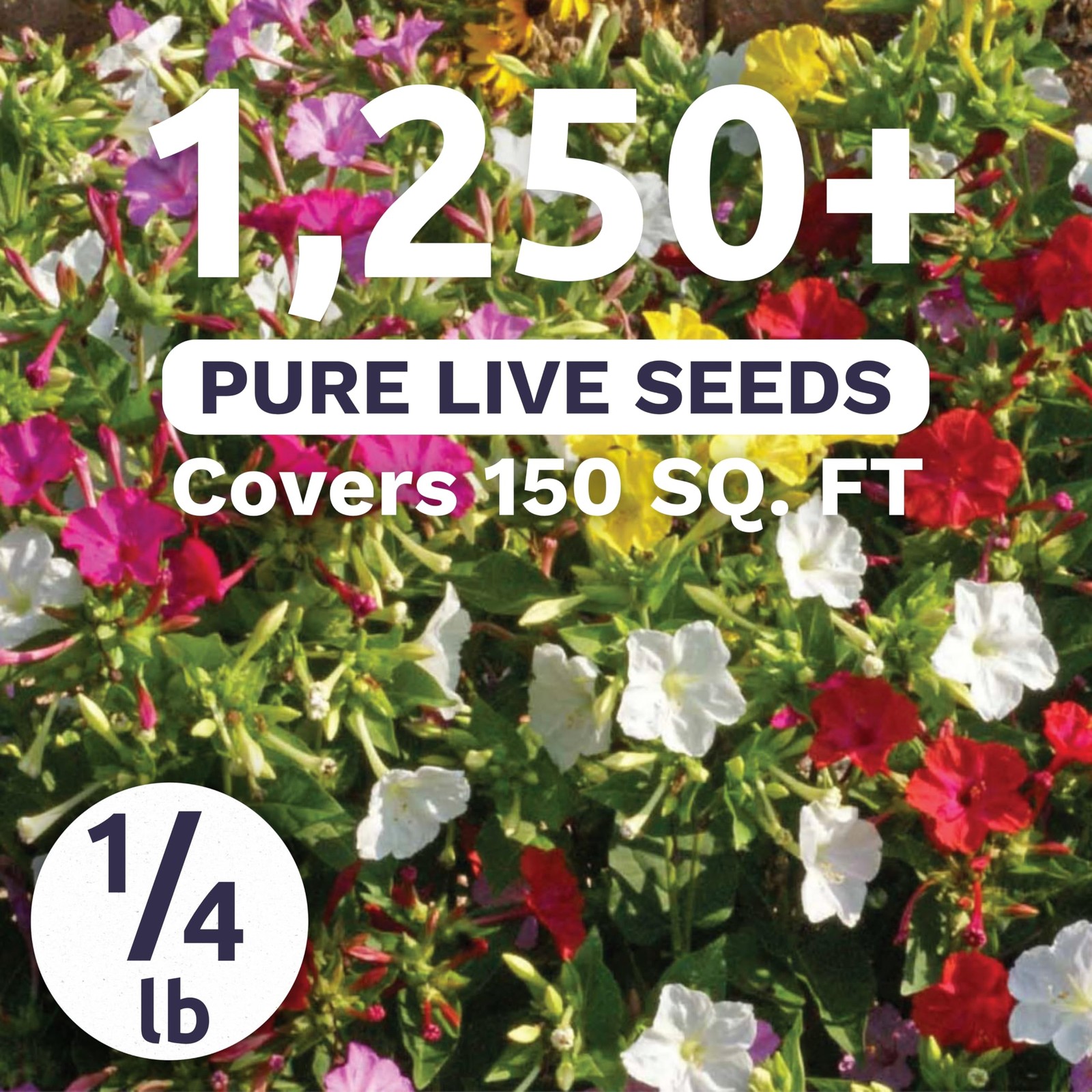Four O’Clock Mixed Colors Blend Bulk 1/4 Pound 1250 Flower Seeds Mirabilis