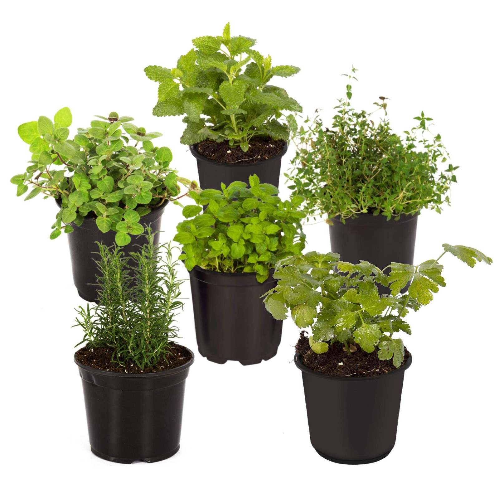 Live Aromatic and Edible Herb Assortment (Lemon Verbena, Eucalyptus, Mint, Le…