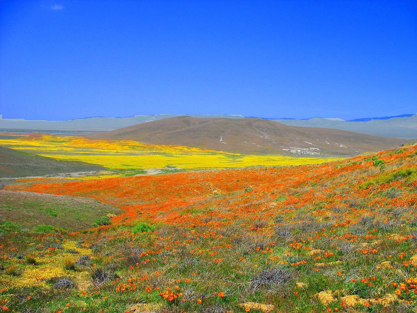 1000 MIXED Colors CALIFORNIA POPPY Eschscholzia Californica Flower Seeds