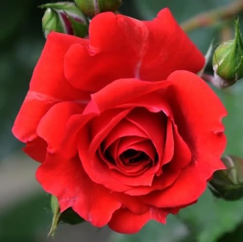 100PCS Mixed Rose Seeds – Lush Perennial Blooms, Heirloom Flower Seeds for Garde