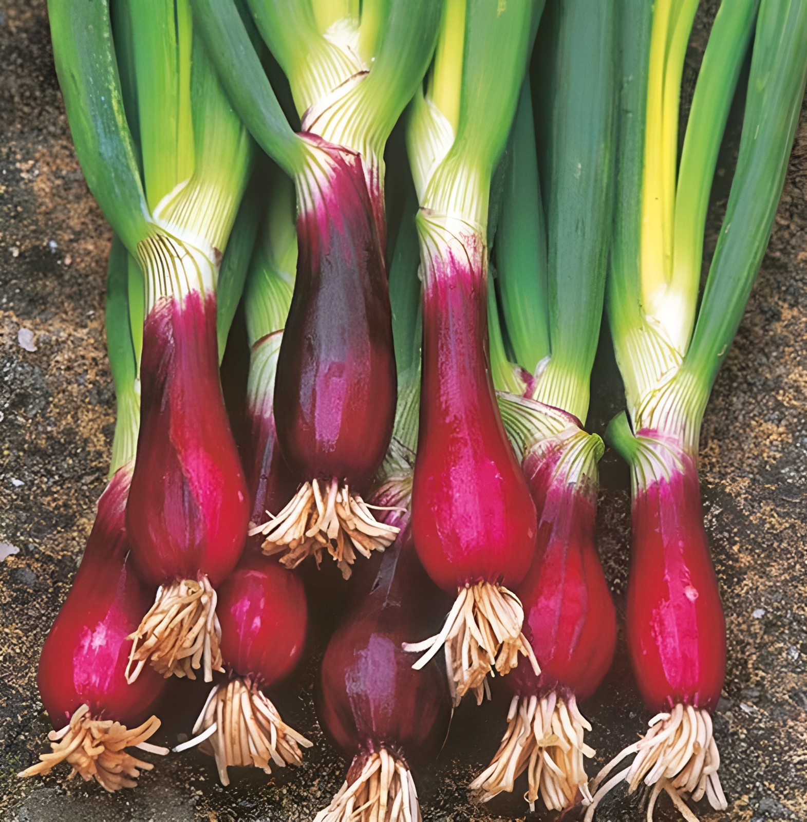 200 Heirloom Giant Japanese Red Beard Bunching Onion Scallion Seeds – Organic