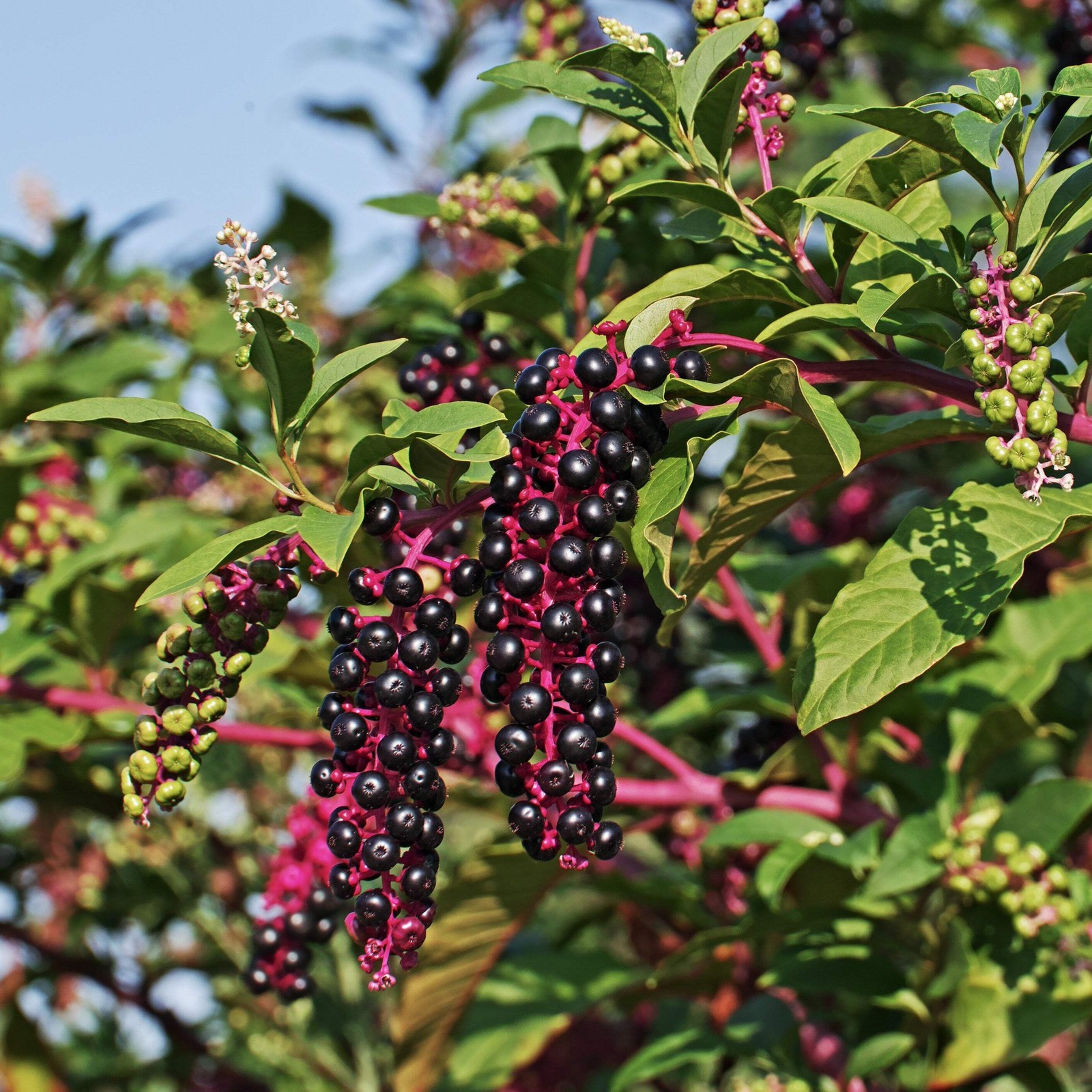 Pokeweed, American (Pytolacca americana)