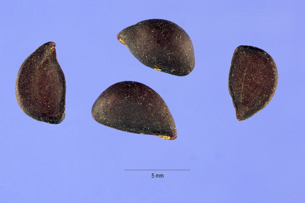 Chinese Pear, (Ussurian Pear), Pyrus ussuriensis