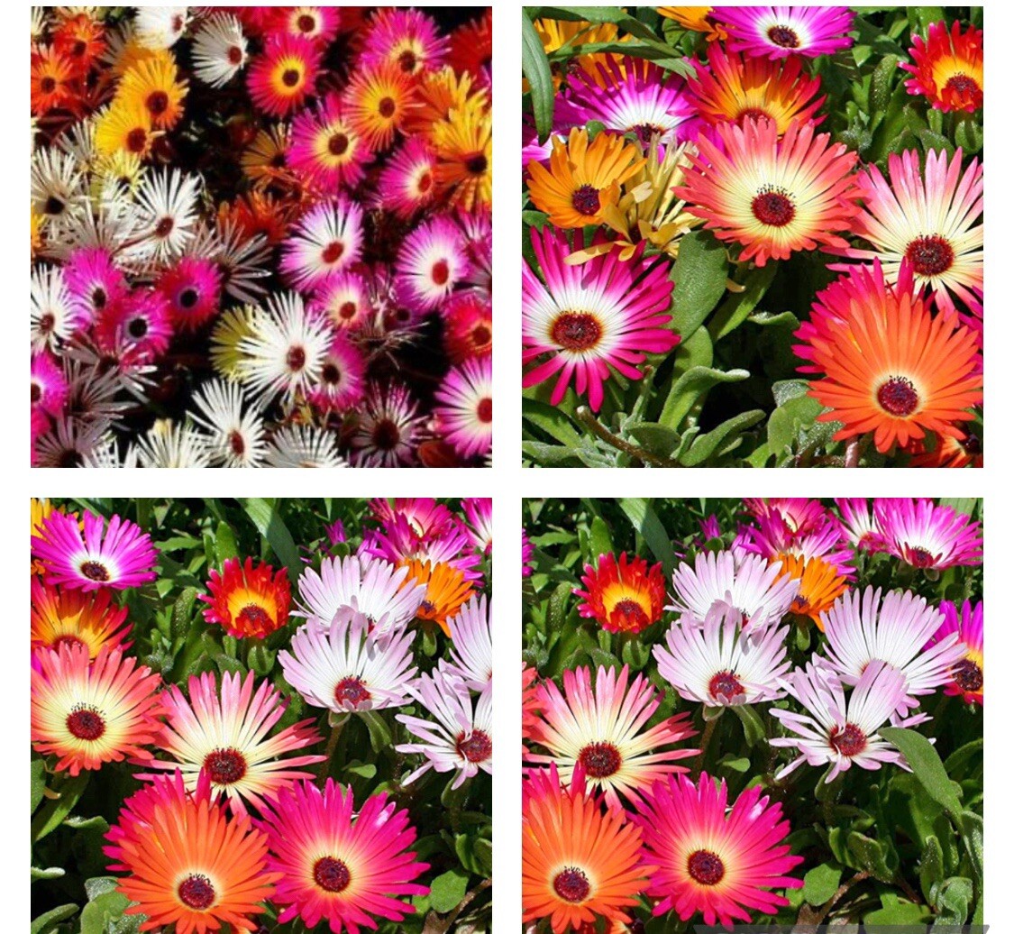 2000+ SEEDS DAISY ICE PLANT LIVINGSTONE Mix Drought Tolerant FREESHIP