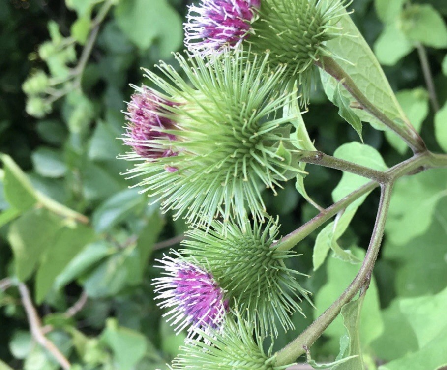 BURDOCK SEEDS, 40 Seeds, Medicinal Herb, Biennial, Organic