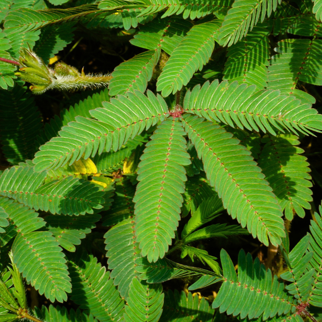 Fresh Sensitive Plant Seeds | Mimosa Pudica | Heirloom Non-GMO | Flowers