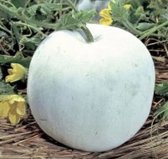 10 CT. Giant White Skin Winter Melon Seeds | Ash Wax Gourd
