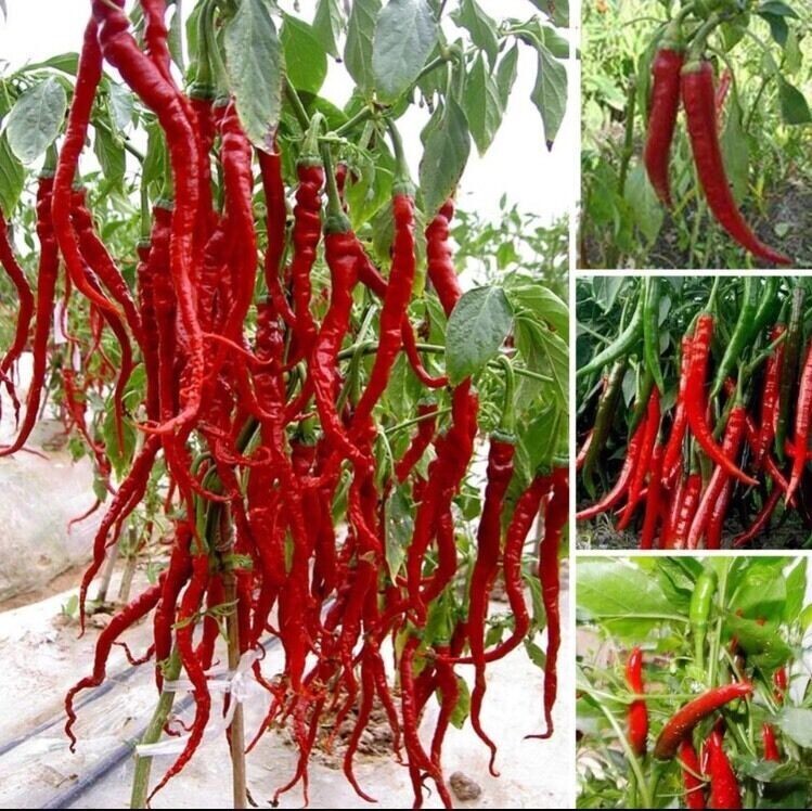 50 Pcs Giant Spicy Red Chili Hot Pepper Seeds