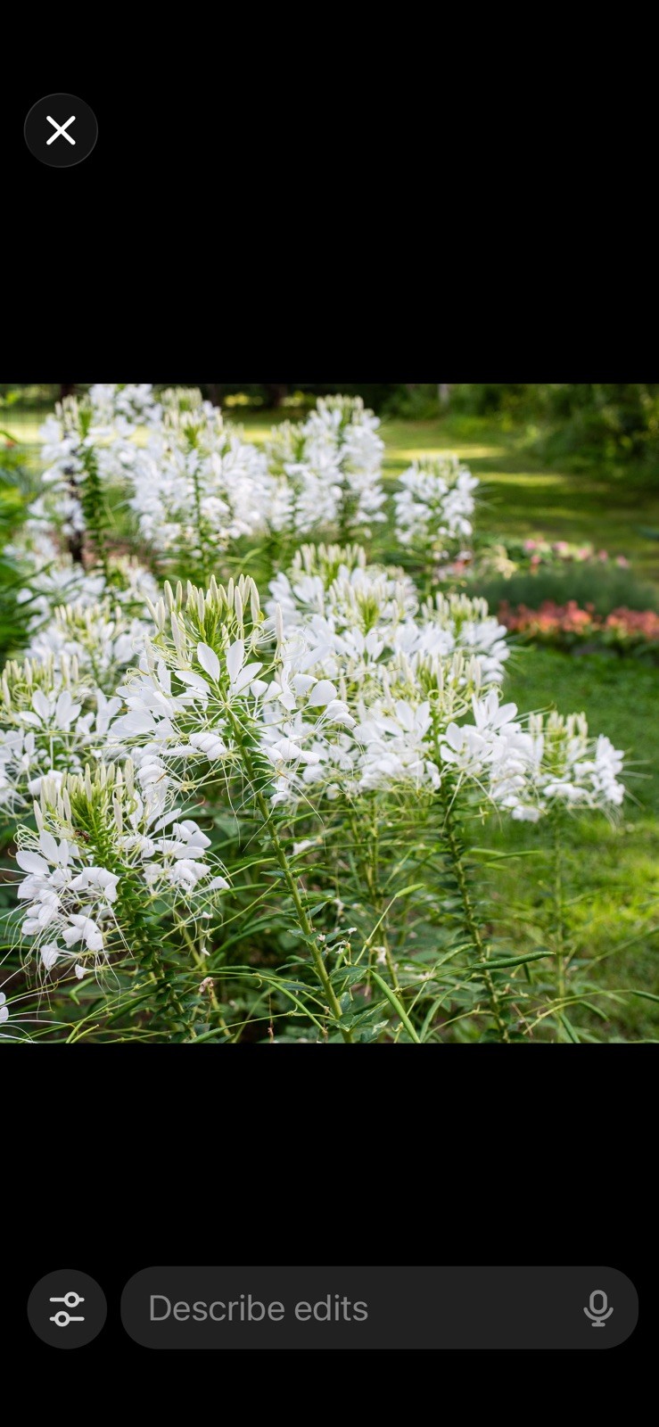 White Spider Flower Seeds Cleome Garden Moon Easy to Grow 100 Seeds fresh 👀👍