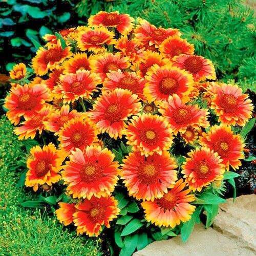 201+BLANKET FLOWER Seeds Native Wildflower Perennial Drought Heat Container Easy