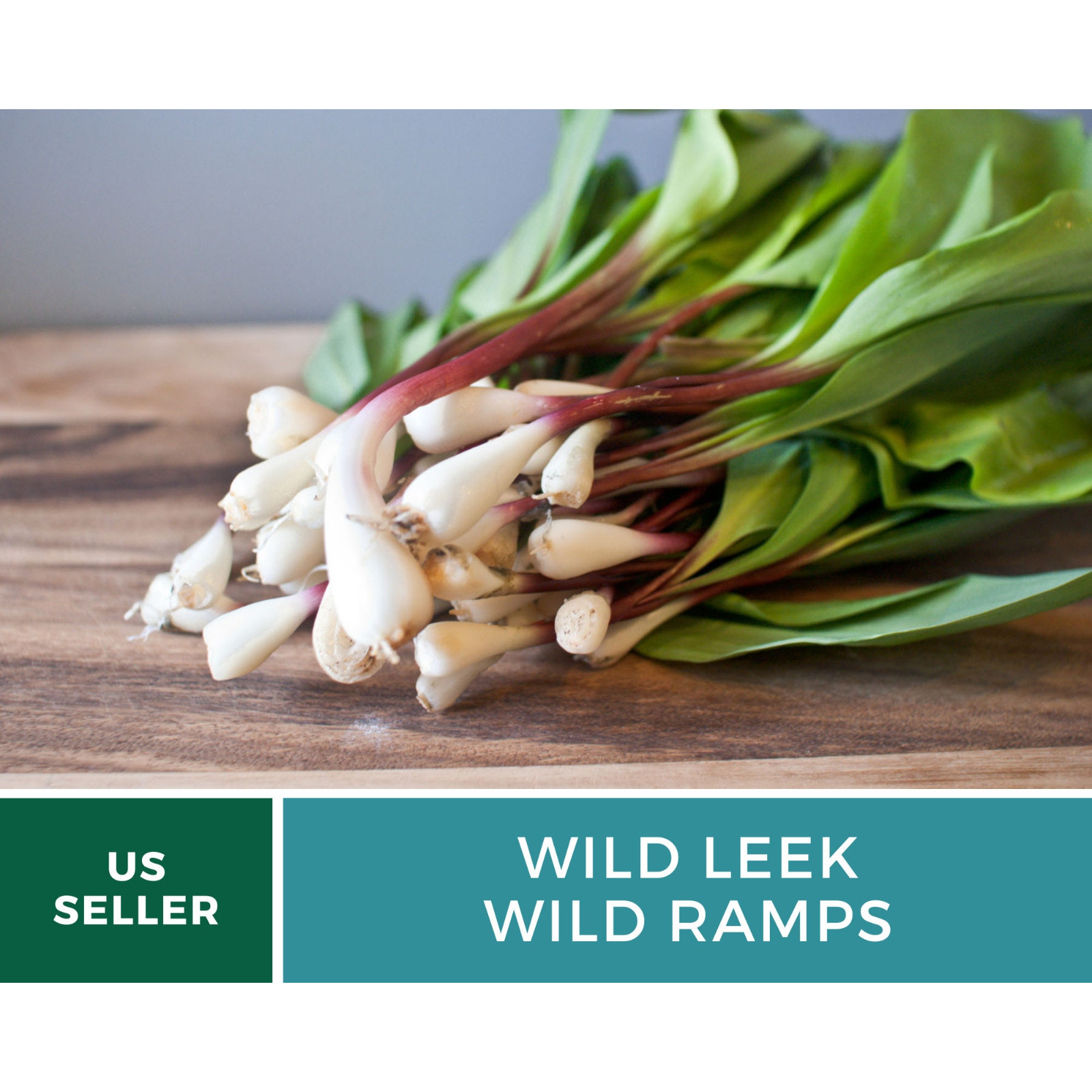 Leek, Wild – Wild Ramps – Heirloom – Non-GMO (Allium tricoccum)