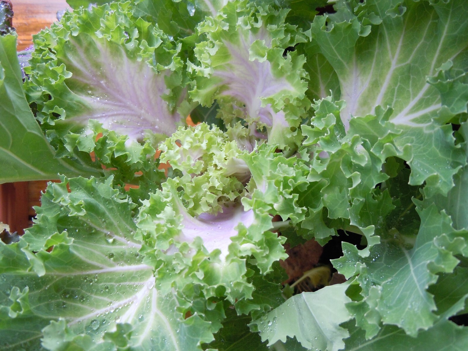 60 ORNAMENTAL KALE & CABBAGE SEEDS ORGANICALLY GROWN! BEAUTIFUL AND SAFE TO EAT!