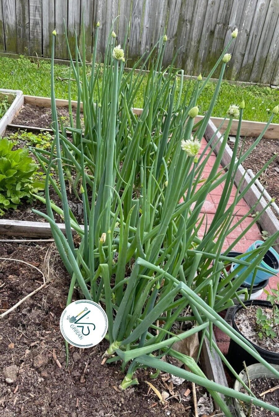 WHITE BUNCHING ONION SEEDS, HÀNH LÁ, 蔥