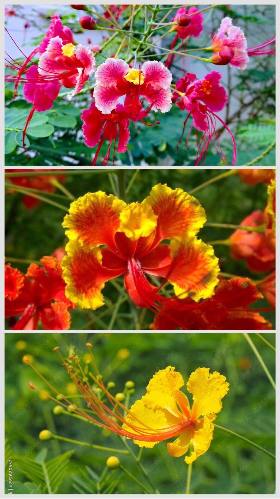 30 Total seeds Caesalpinia Pulcherrima Yellow, Pink And Red PRIDE OF BARBADOS