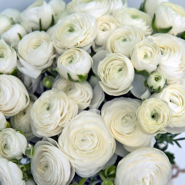 Ranunculus White 10 Bulbs Peony Rose Flowers Buttercup Florist Garden Bouquet