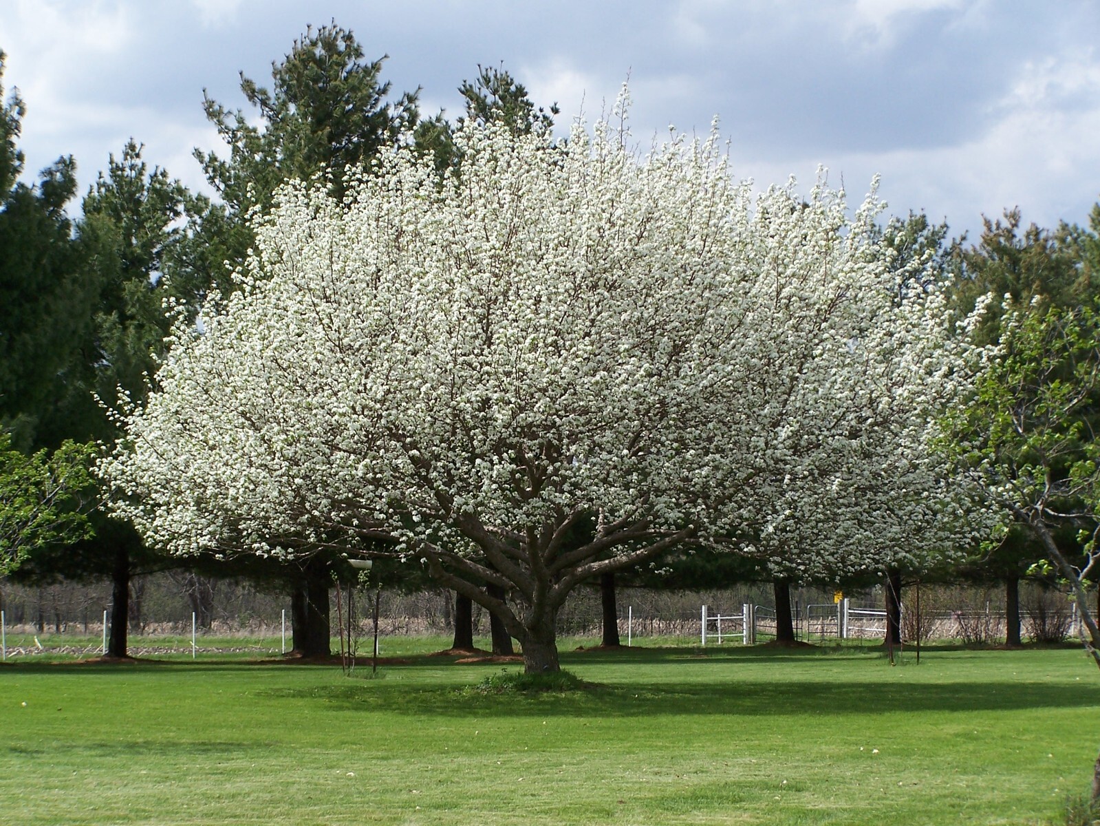 Chinese Pear, (Ussurian Pear), Pyrus ussuriensis