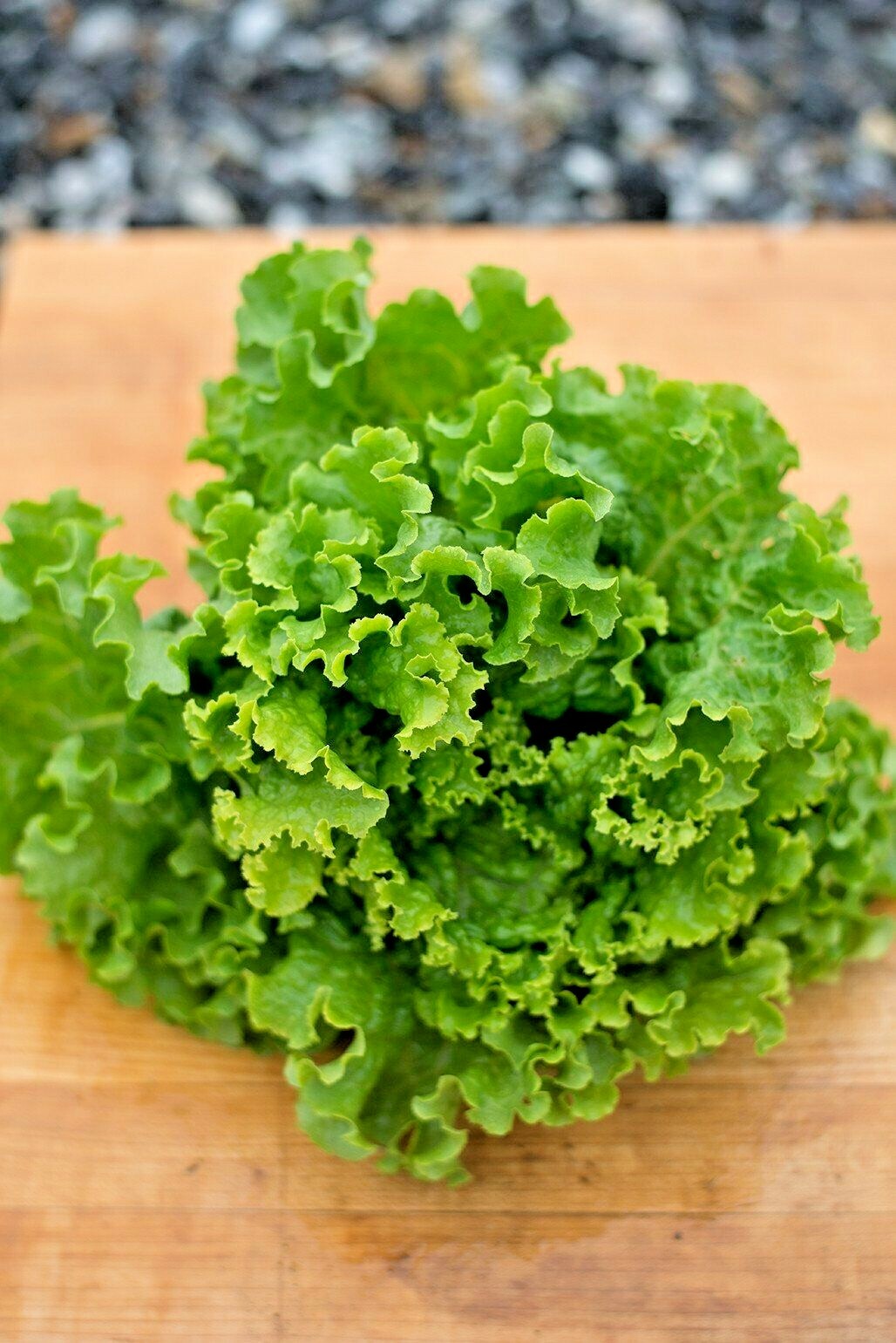 600+GREEN ICE Lettuce Seeds Organic Vegetable Spring Fall Garden Container Easy