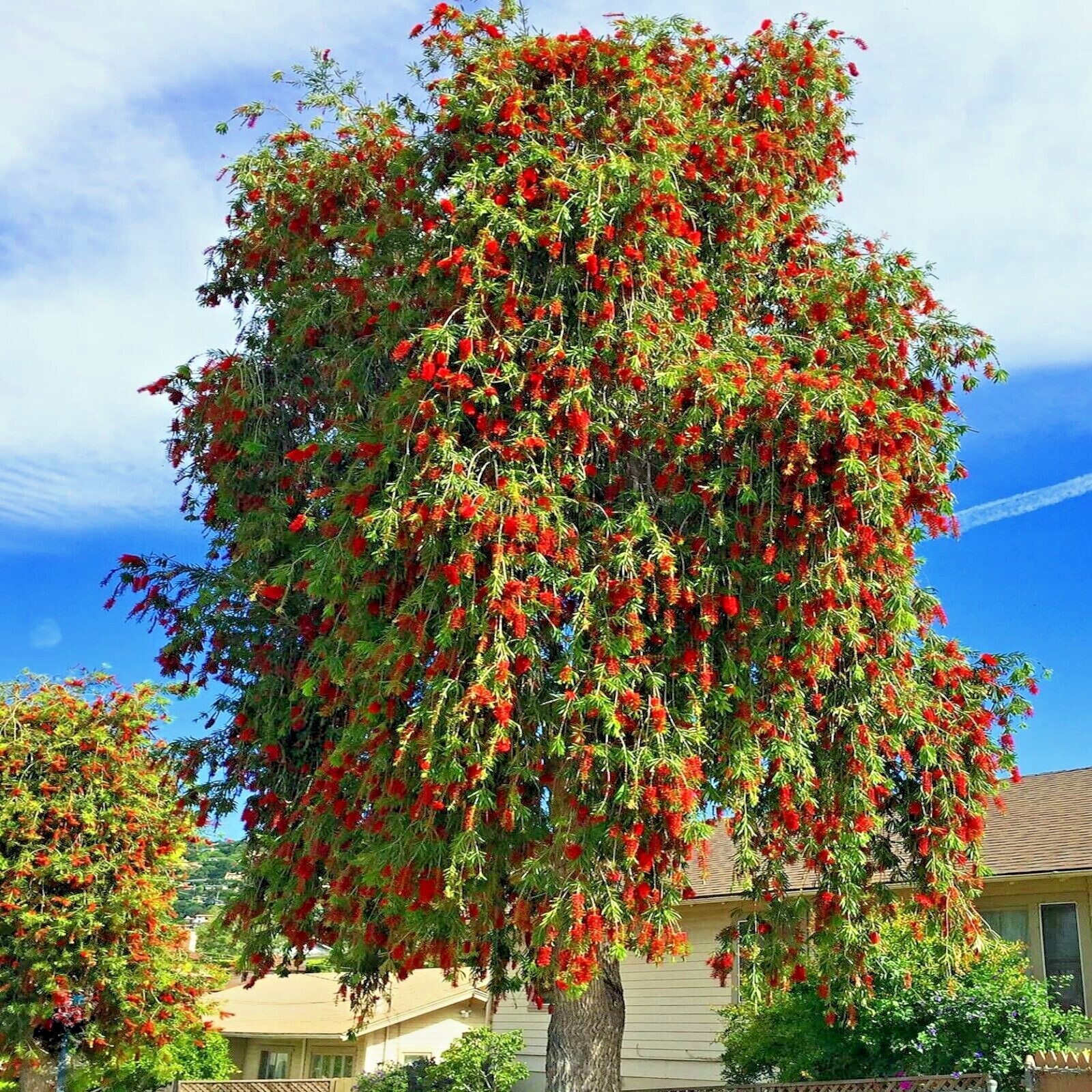 50 WEEPING BOTTLEBRUSH Flower Tree Seeds Garden Plant (Callistemon viminalis)
