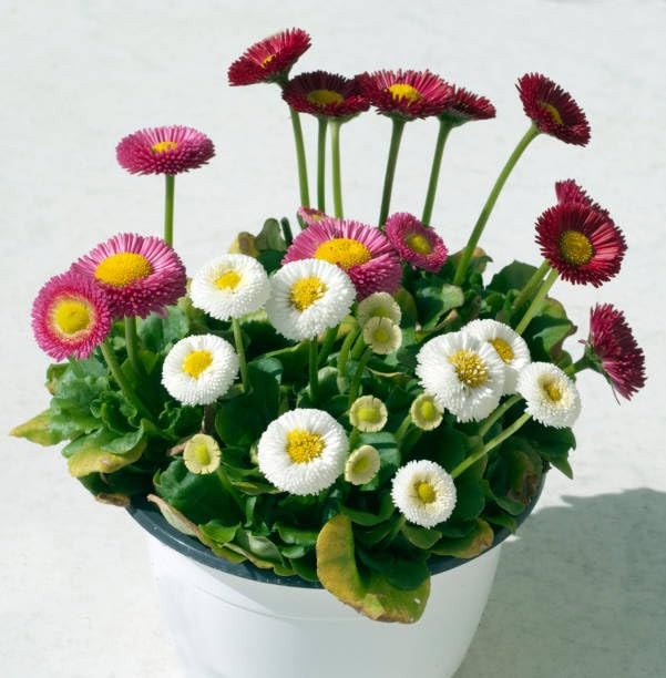 English Daisy Seeds – 300+ Bellis perennis Pompon Mix, Non-GMO Heirloom,