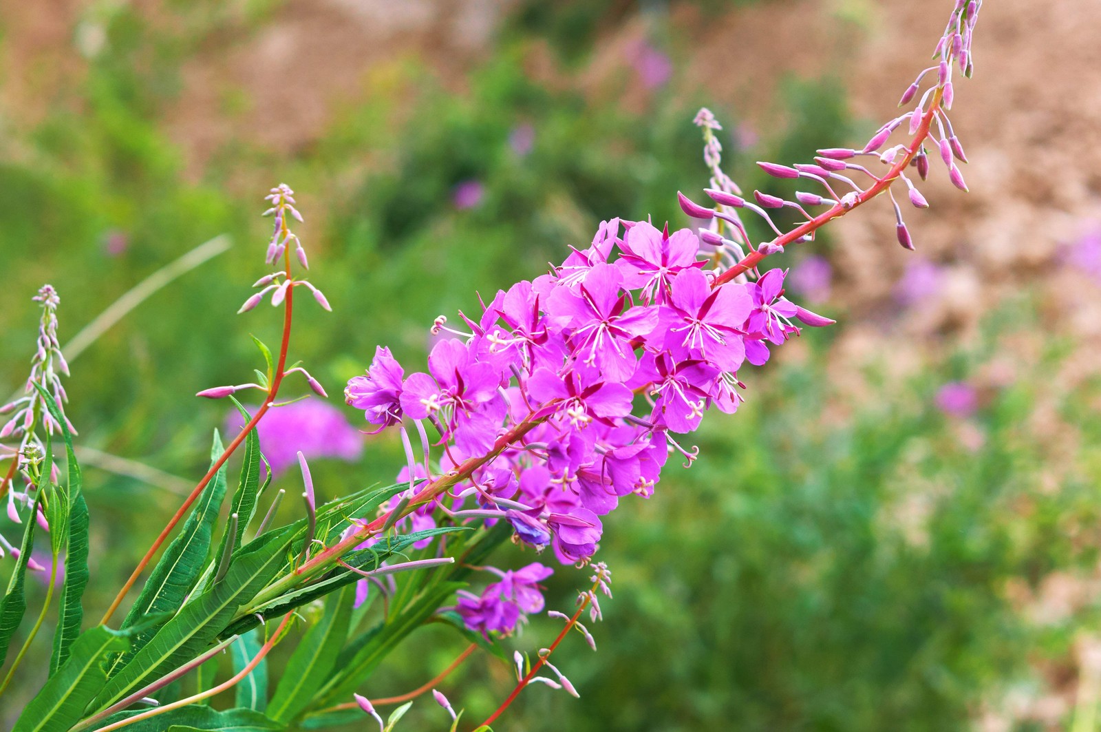 300 FIREWEED / ROSEBAY (Great Willowherb) Epilobium Angustifolium Flower Seeds